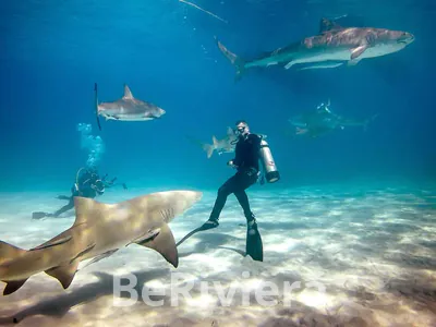 Descubre al Tiburón Toro + Arrecife